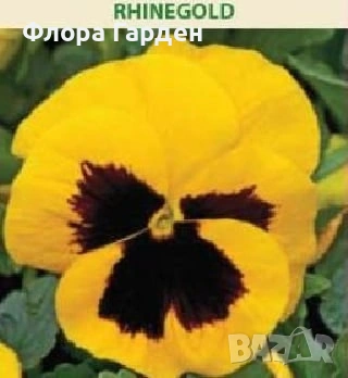 СЕМЕНА - Цветя двугодишни и многогодишни, снимка 14 - Сортови семена и луковици - 47504913