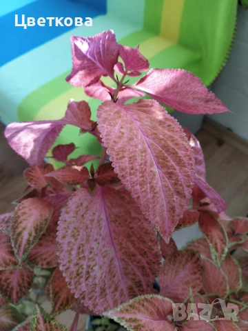 светлочервена копривка, снимка 2 - Стайни растения - 51421493