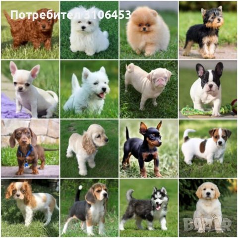 Копувам малтийска болонка, снимка 1