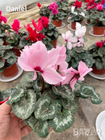 Карамфил и циклама, снимка 8 - Градински цветя и растения - 53939795