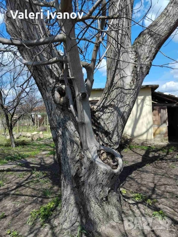 Премахване на опасни дървета, снимка 2 - Други услуги - 54166475