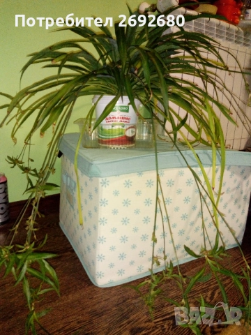 Хлорофитум/водна лилия/традесканция рео, снимка 6 - Стайни растения - 45950432