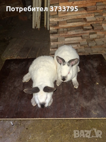 Калифорнийски зайци, снимка 3 - Други - 52656232