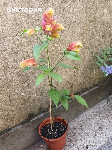 Белопероне /скаридено цвете/, снимка 3 - Стайни растения - 51711048