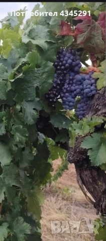 продавам грозде мерло за вино и ракия, снимка 1