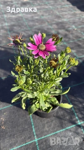 Остеоспернум, снимка 3 - Градински цветя и растения - 53829452