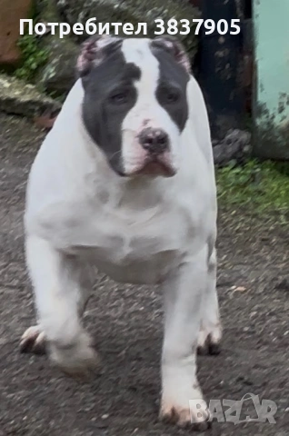 Американско були ХЛ