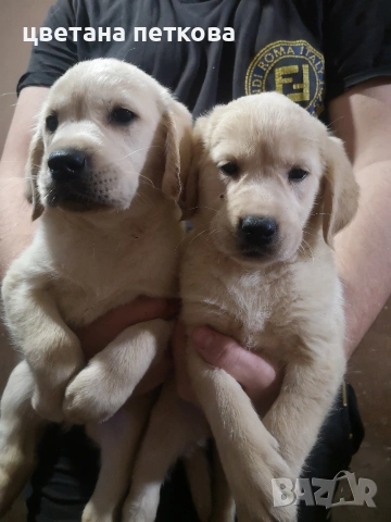 Лабрадор ретривър , снимка 7 - Лабрадор ретривър - 53220479