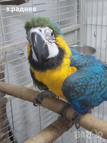 Бебета синьожълт ара , снимка 3 - Папагали - 52909595