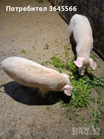 малки прасета, снимка 2 - Прасета - 52900634