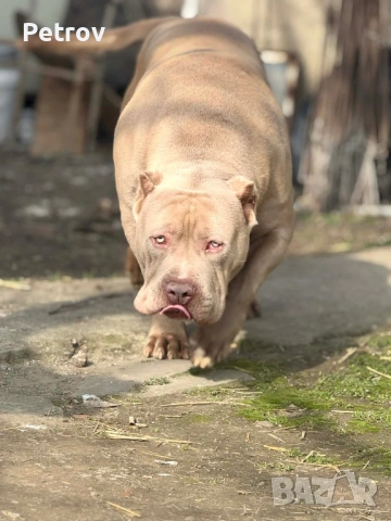 Американско були , снимка 13 - Питбул - 53690899