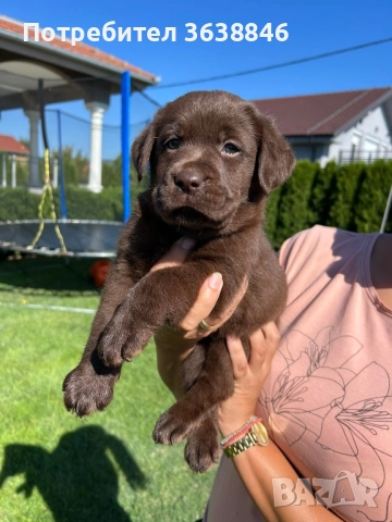 Лабрадор ретривър, снимка 4 - Лабрадор ретривър - 51784779