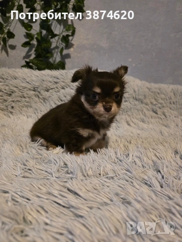 чихуахуа момченца , снимка 9 - Чихуахуа - 53389470