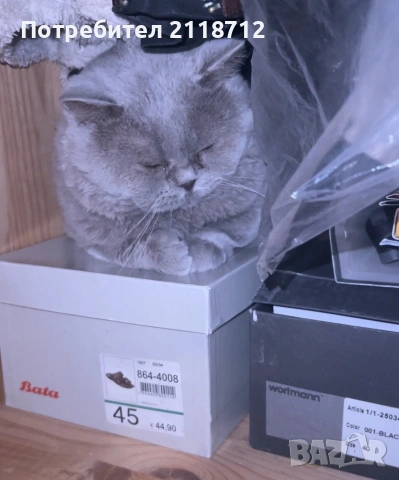 Британска дългокосместа , снимка 4 - Британска късокосместа - 52853716