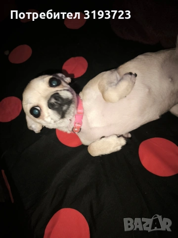 Пинчер смесица