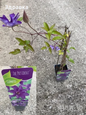 Клематис , снимка 2 - Градински цветя и растения - 50575779