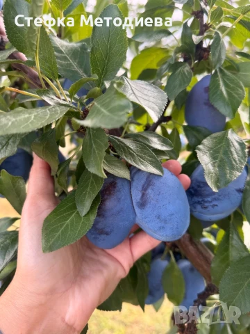 Сини сливи, снимка 1