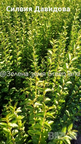 0.70 лв. Лигуструм на корен, снимка 6 - Градински цветя и растения - 52515719