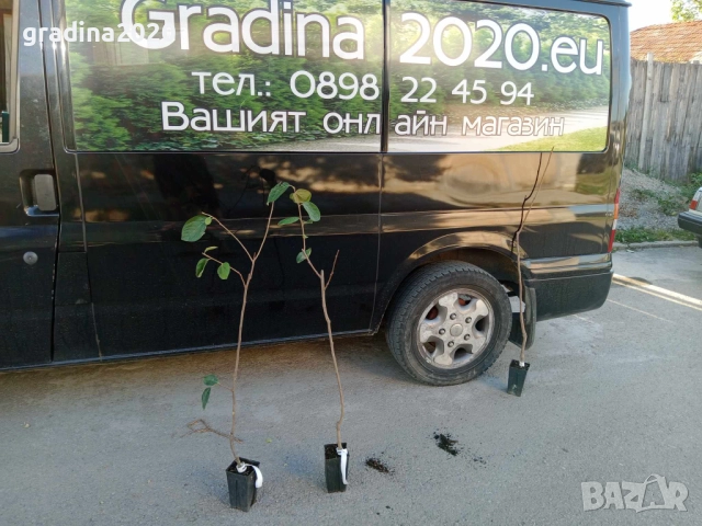  Райска ябълка Налични 4 сорта, снимка 6 - Разсади - 47222307