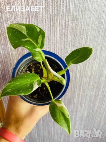 Fhilo, снимка 1