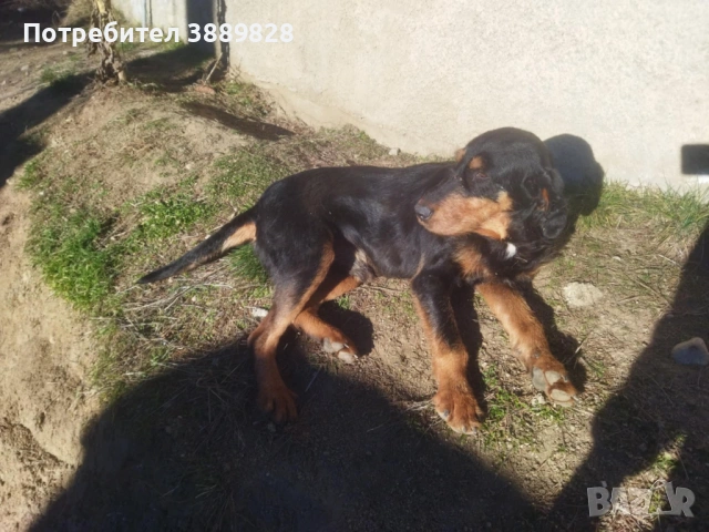 Две мъжки.Между Каракачанка и Ловджийски куче , снимка 7 - Други - 53005695