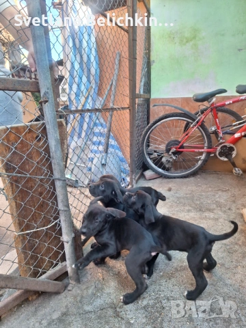 Продавам Кане Корсо, снимка 6 - Кане корсо - 54278276