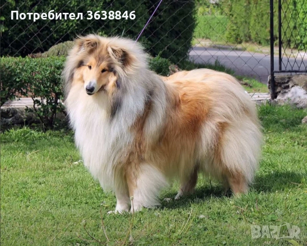 Шотландско коли, снимка 3 - Коли - 54257299