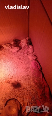 продавам пъдпъдъци , снимка 2 - други­ - 53825400