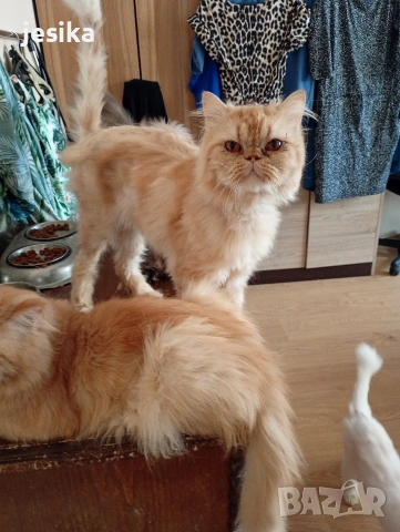 Мъжки персийци на година и половина с хигиенни навици не кастрирани,чиста порода ., снимка 6 - Персийска - 53203681
