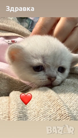  Колор пойнт бебета 