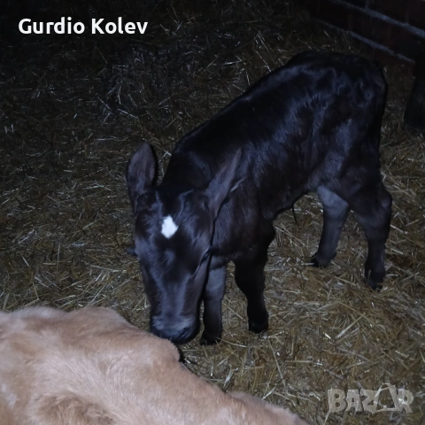 Телета , снимка 5 - Крави - 54015785