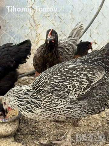 продавам ярки на 5месеца , снимка 5 - Кокошки и пуйки - 53909369