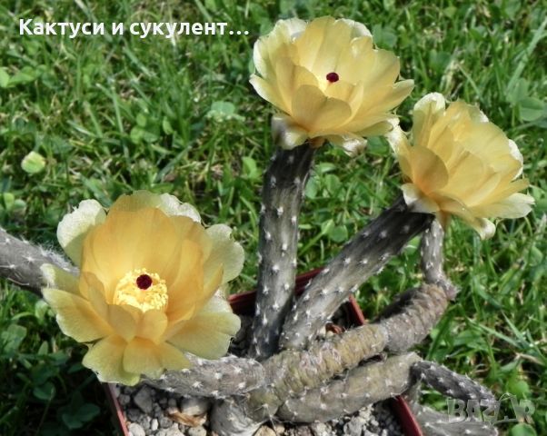 Продавам кактуси Pterocactus kuntzei, снимка 1 - Градински цветя и растения - 46786539