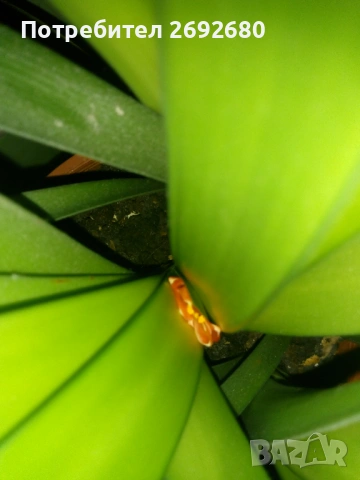 Голяма оранжева кливия с цветонос(5бр.в една саксия с обща цена), снимка 6 - Стайни растения - 45435468