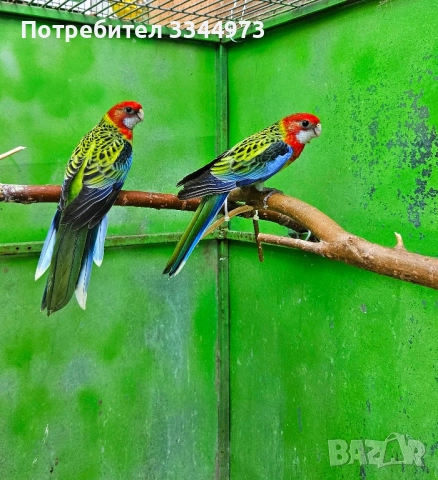 пъстри розели