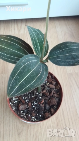 Лудизия Скъпоценна орхидея - Ludisia Discolor, снимка 3 - Стайни растения - 51258525