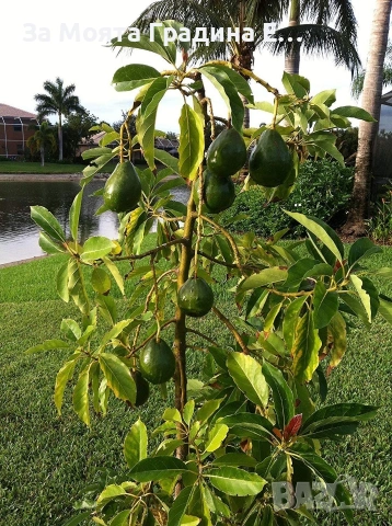 Авокадо , снимка 8 - Градински цветя и растения - 53636003