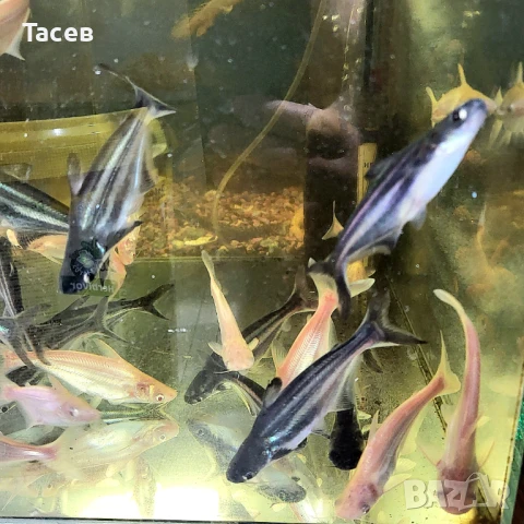 Пангаси 6см