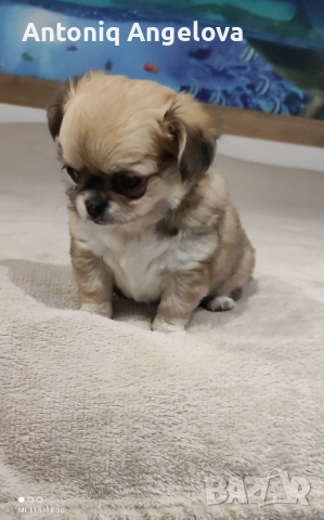 две момиченца с първа ваксина , снимка 12 - Чихуахуа - 52869346