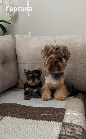 Мини йоркширски териер ., снимка 3 - Йоркширски териер - 52791889