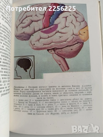 Мозъкът, снимка 5 - Специализирана литература - 52964378