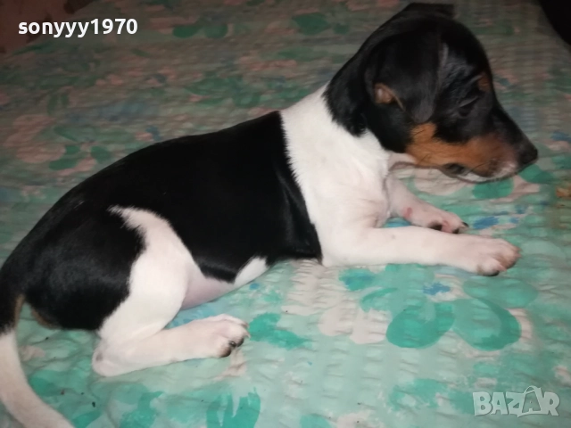 ДЖАК РЪСЕЛ-СЛАДУРАНА ОТ ВИДИН НА 90 ДЕНА 1911251523, снимка 5 - Джак ръсел териер - 52467496