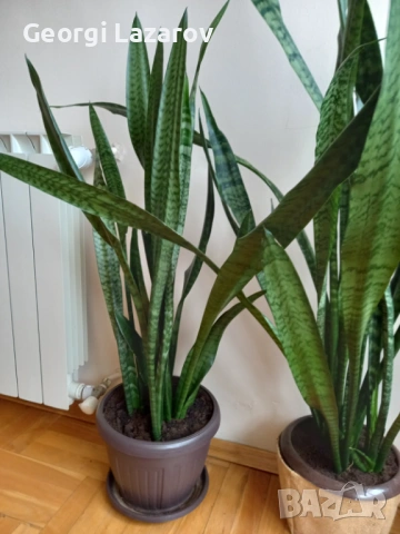 САНСЕВИЕРА, снимка 2 - Стайни растения - 53888104
