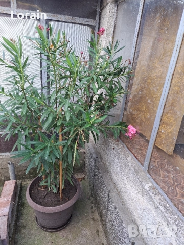 Зокум ,Олеандър(розов)-1.70 см., снимка 4 - Други стоки за дома - 51439320