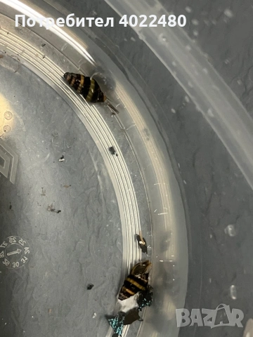 Охлюв Хелена, снимка 2 - Рибки - 53702239