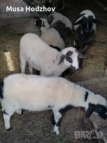 Свободни агнета , снимка 1