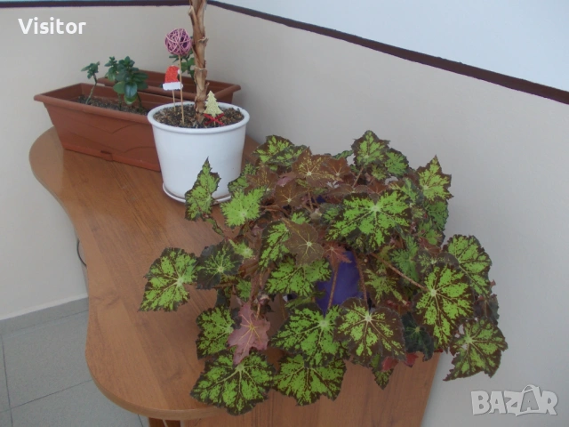 фотоапарат Nikon CoolPix L23   10.1 Мрх, снимка 14 - Фотоапарати - 53659025