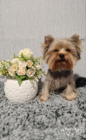 Йоркширски териер , снимка 4 - Йоркширски териер - 50828289