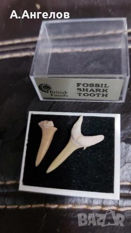 Фосил , снимка 2 - Колекции - 51046476