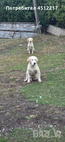 Продавам голдън ретривърчета , снимка 1